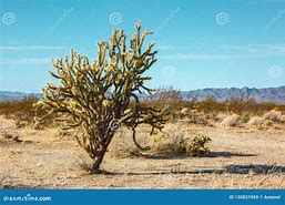 Image result for Mojave Desert Cactus