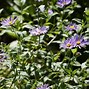 Image result for Aster frikartii Mönch