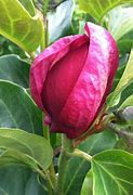 Image result for Magnolia Genie