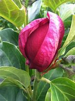 Image result for Magnolia Genie