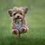 Image result for Cutest Dog in the World According to People