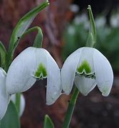 Image result for Galanthus Lady Fairhaven