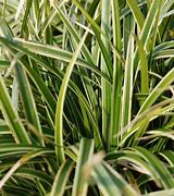 Bildergebnis für Carex foliosissima Ice Dance