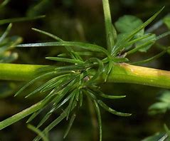 Image result for Asparagus verticillatus