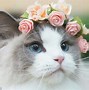 Image result for Beautiful Places and Cat