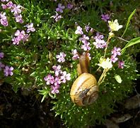 Bildergebnis für Silene acaulis exscapa