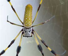 Image result for Biggest Banana Spider in the World