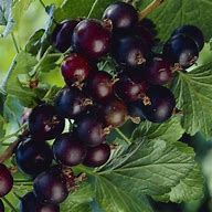 Image result for Ribes Jostabes
