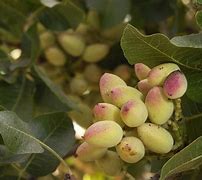 Image result for Pistachio Tree Images
