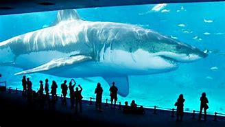 Image result for What Is the World's Biggest Shark