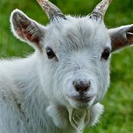 Image result for Mexico zoo director kills goat