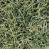 Image result for Carex oshimensis Everest