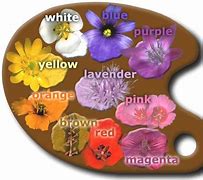 Image result for California Wildflowers by Color