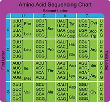 Image result for amino�codo