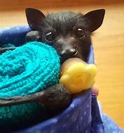 Image result for Super Cute Baby Bats