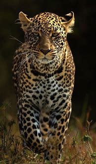 Image result for Leopard Phone Wallpapers