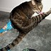 Image result for Cat Meme Walking Hind Legs
