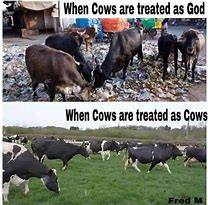 Image result for Cow Wening Meme