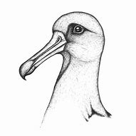 Image result for Albatross Looking at You