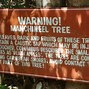 Image result for What Is the Most Dangerous Tree in the World