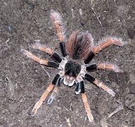 Image result for Colombian Giant Black Tarantula