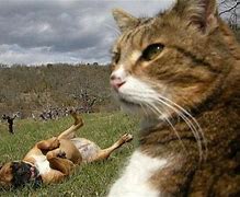 Image result for Just Ignore Him Cat