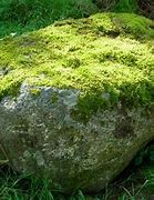 Image result for Can Moss Grow On Rocks