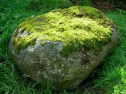 Image result for Moss Growing On Stone