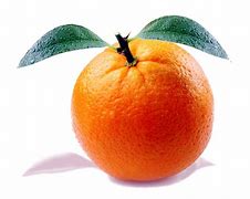 Image result for 12 Orange Fruit