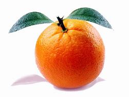 Image result for Free Pictures of Oranges