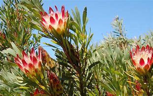 Image result for Protea Repens