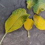 Image result for Apple Tree Leaves Turning Red