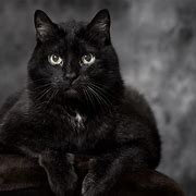 Image result for Black Cat in the Dark
