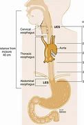 Image result for Proximal Esophagus Location