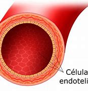 Image result for endotelio