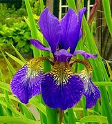 Image result for Iris Blue Ice