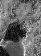 Image result for Rainy Day Cat