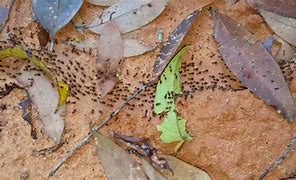 Image result for Termite Trail