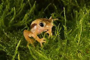Image result for Small Toad