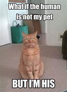 Image result for Cat Pet Meme
