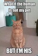 Image result for Pet Cat Meme
