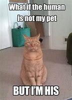 Image result for Cat Mauls Human Meme