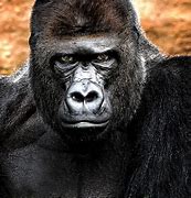 Image result for Old Man Gorilla