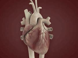 Image result for Heart Organ Beating GIF