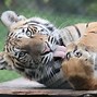 Image result for A Unicorn Tiger in Real Life