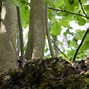 Image result for Late Summer Apple Tree