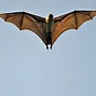 Image result for Orange Fruit Bat