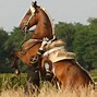 Image result for Lusitano Horse in Equitation