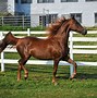Image result for Morgan Horse Cross