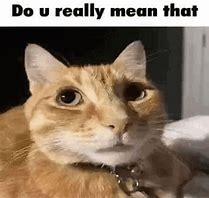 Image result for Mean Cat Meme